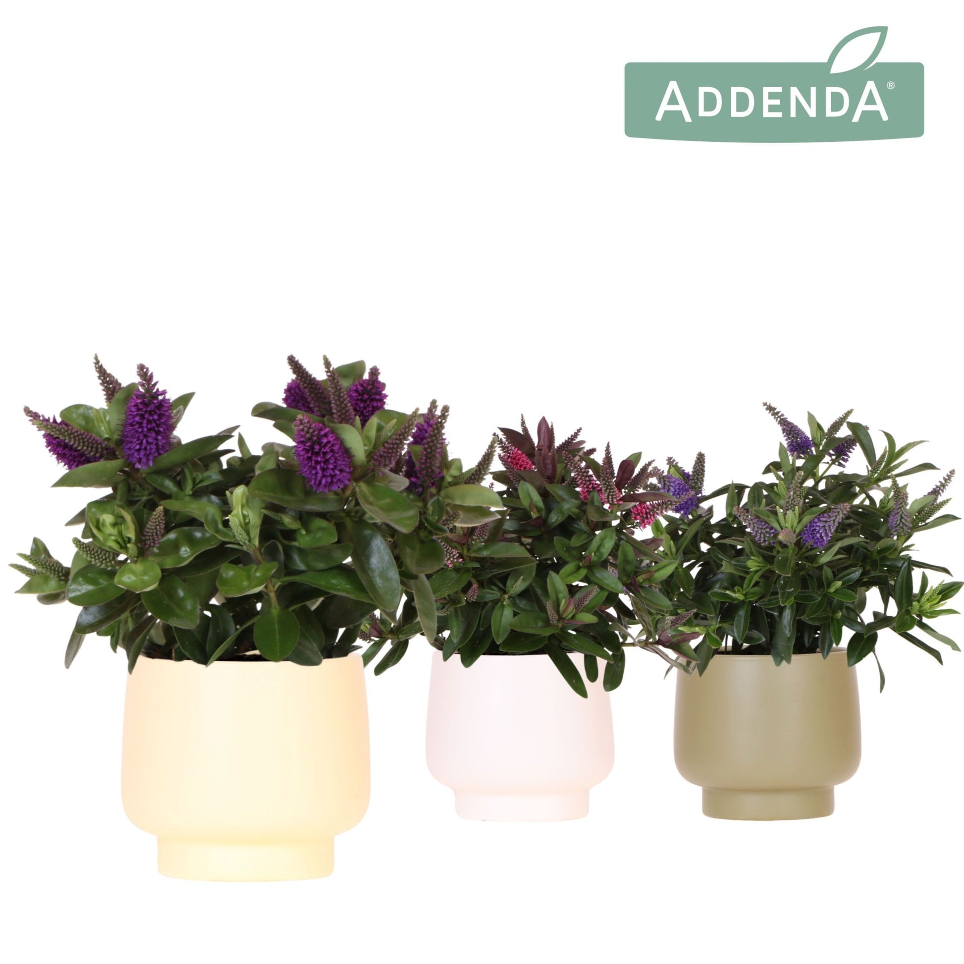 Hebe Hebedonna Alexa 30cm 12cm Pot