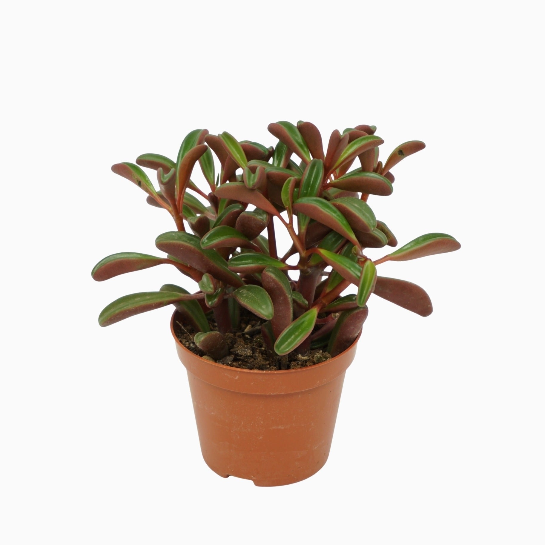 Peperomia graveolens 15cm Special Pot (508)