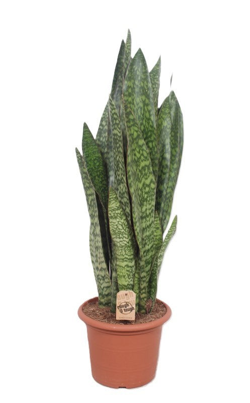 Sansevieria trifasciata 130cm 30cm Pot