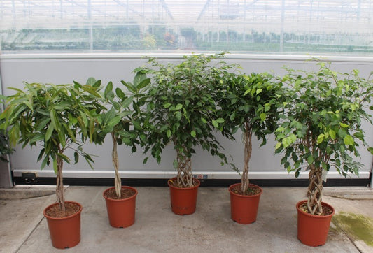 Ficus mix 130cm 27cm Pot
