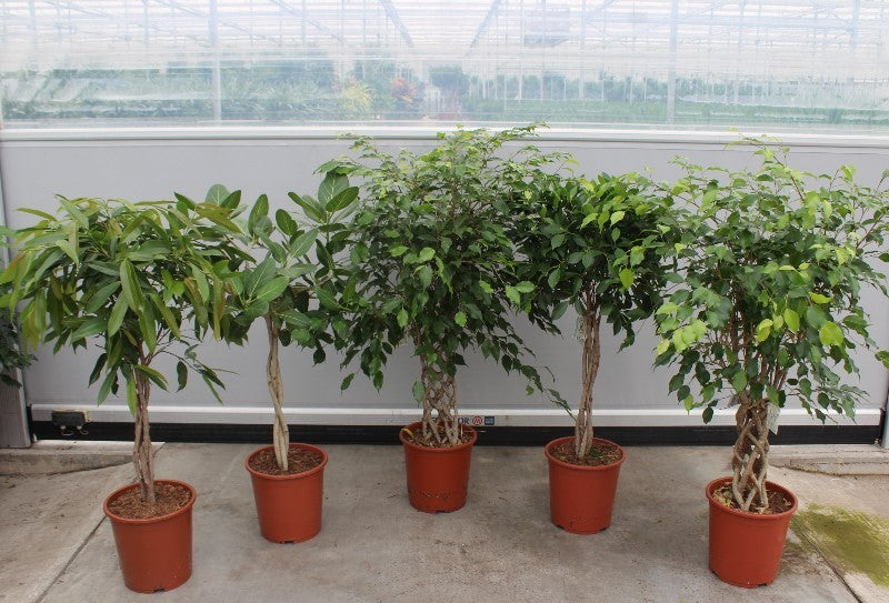 Fachjan BV Ficus mix Pack of 14