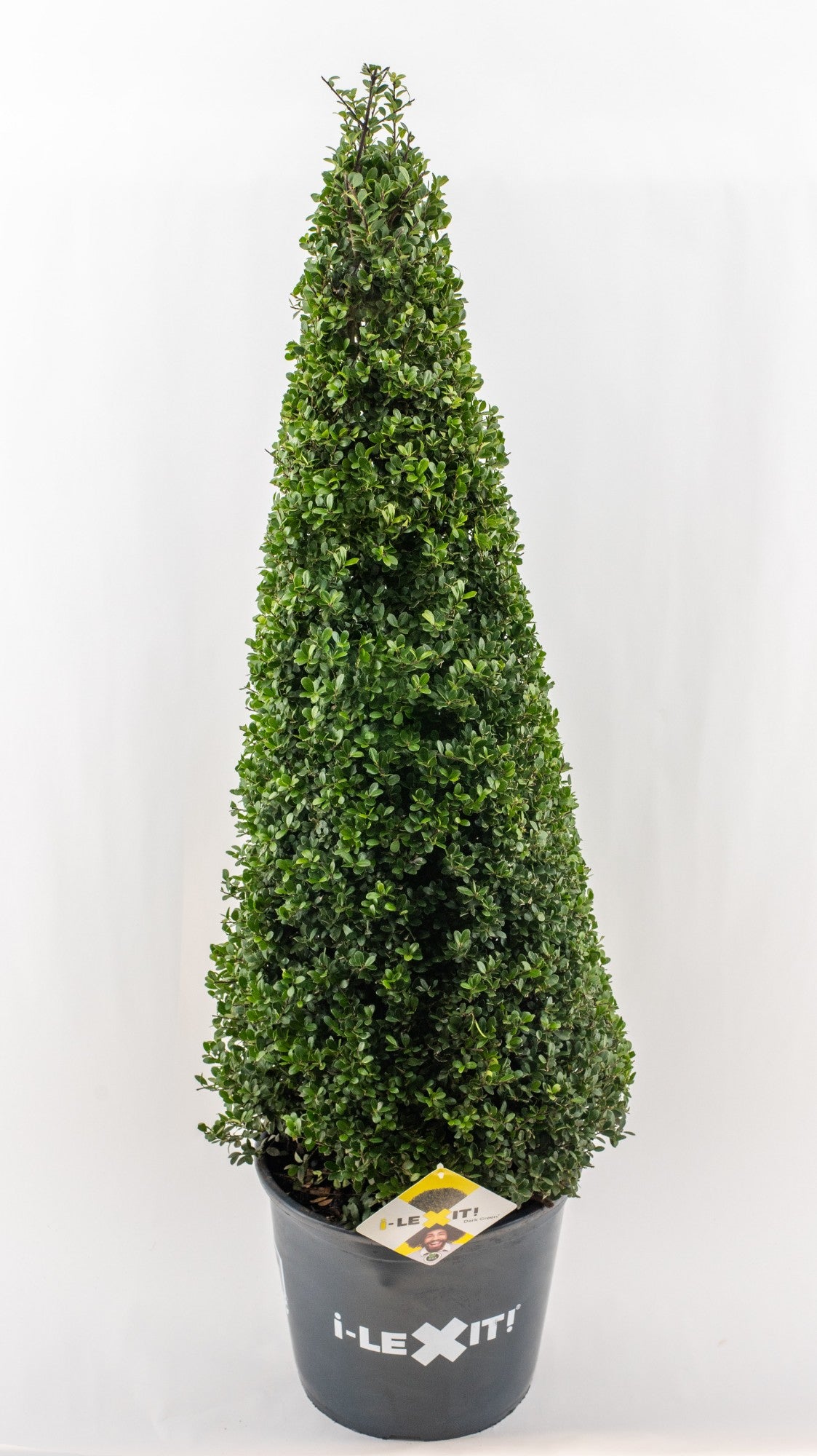 Ilex crenata Dark Green 110cm 32cm Pot