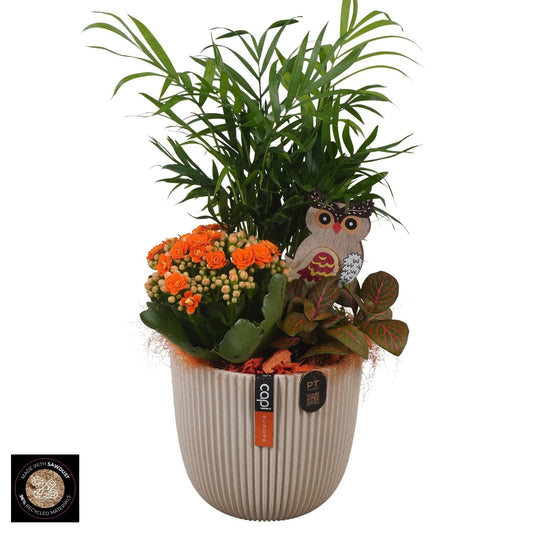 Indoor arrangement 34cm 13cm Pot