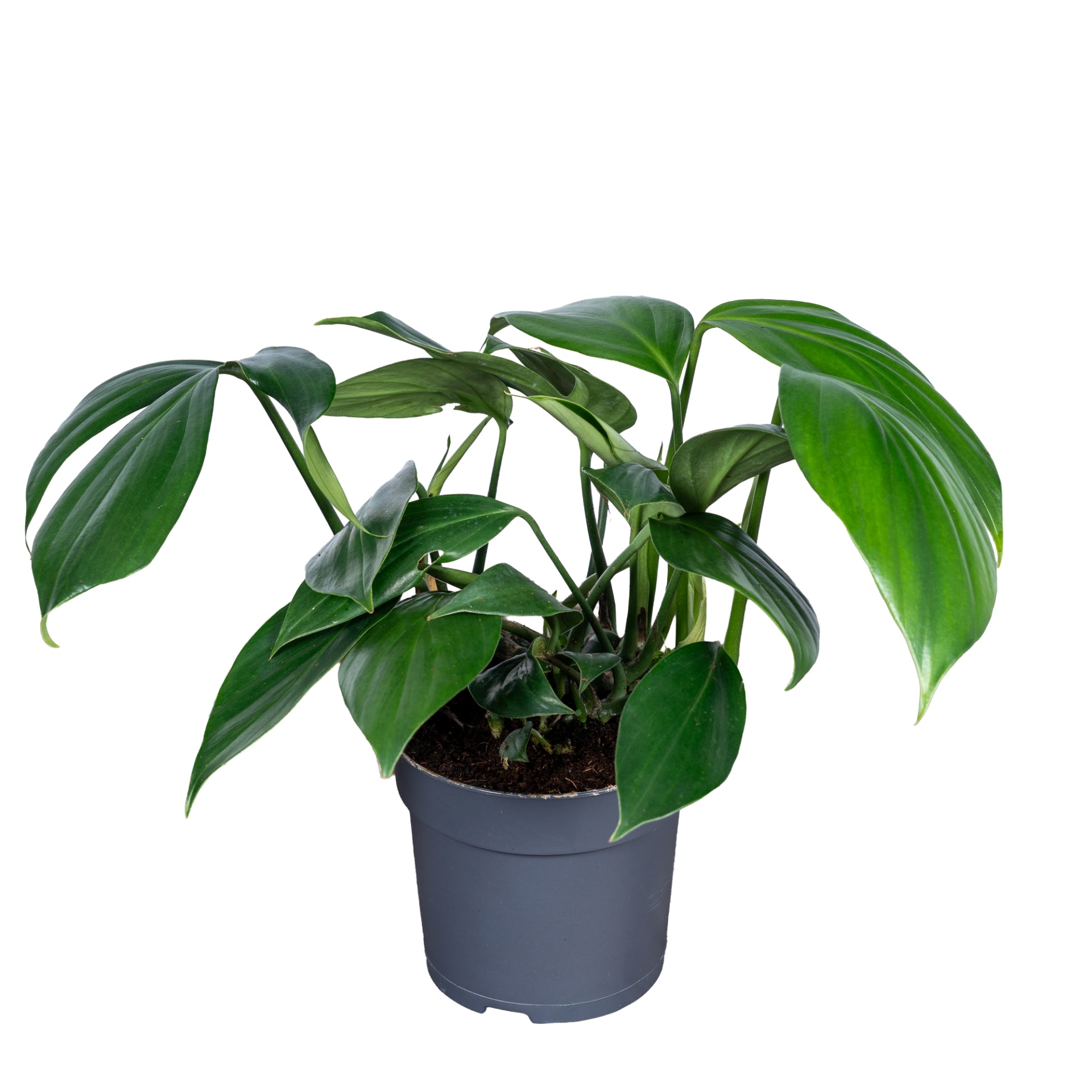 Ichtus Plants Philodendron scandens Pack of 8