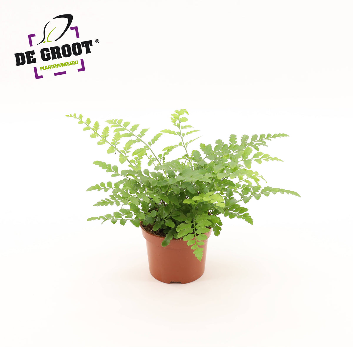 Asplenium Parvati 25cm 12cm Pot