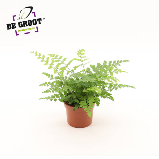 Asplenium Parvati 25cm 12cm Pot