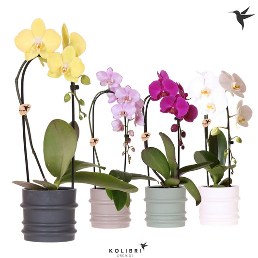 Phalaenopsis Elegant cascade 50cm 12cm Pot