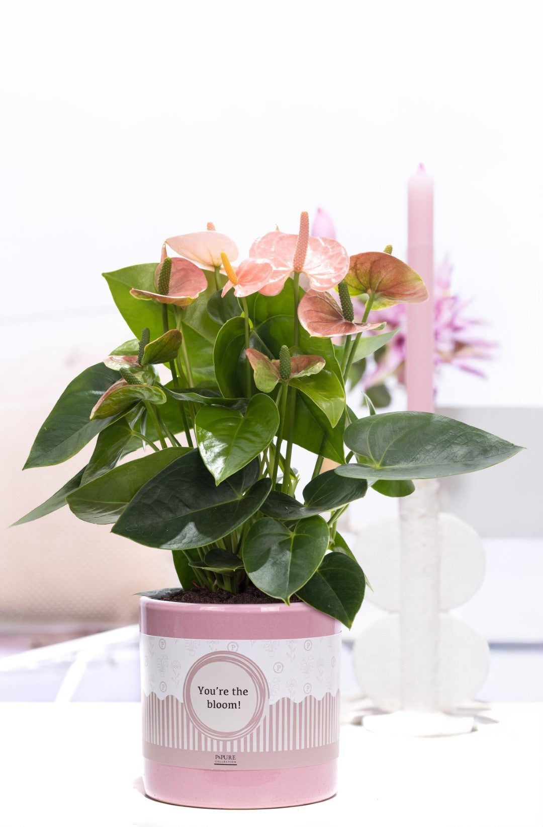 Anthurium andraeanum 45cm 12cm Pot