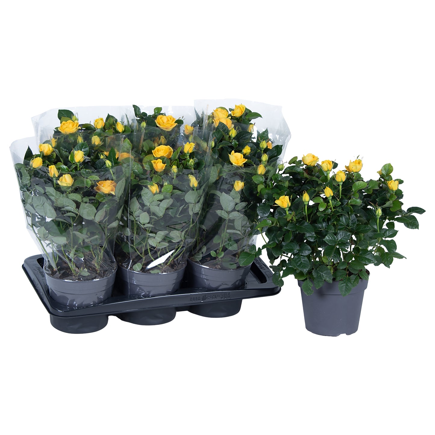 Rosa yellow 45cm 17cm Pot
