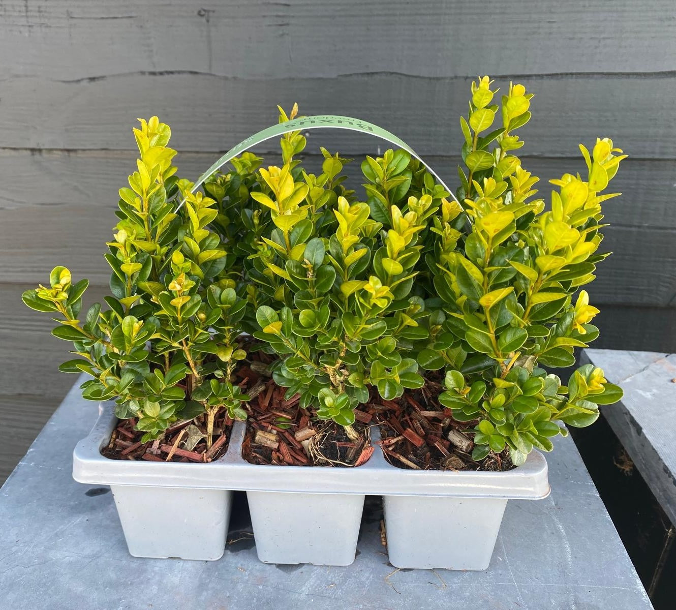 Buxus Newgen Freedom 20cm 1cm Pot