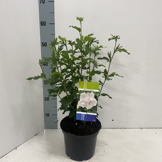 Hibiscus syriacus Admiral Dewey 50cm 19cm Pot