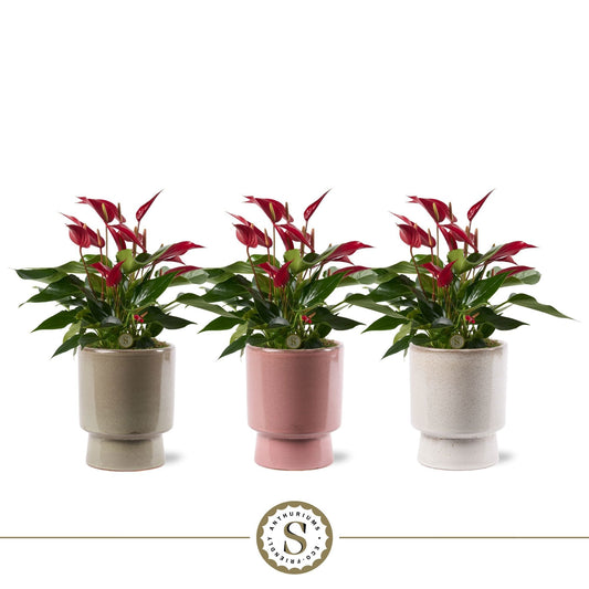 Anthurium Banderola Roja 40cm 12cm Pot