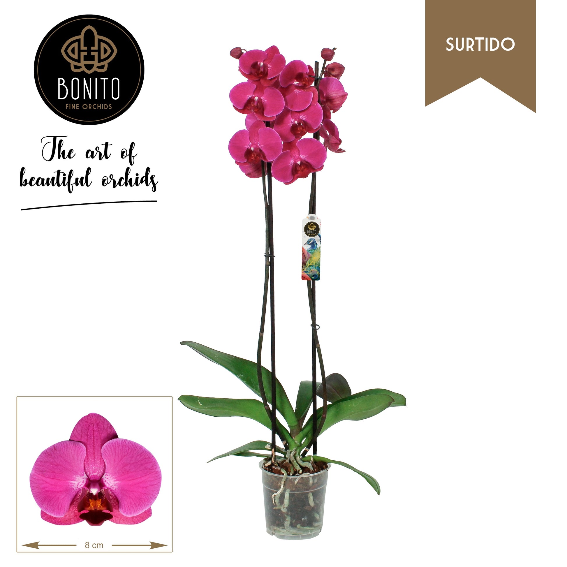 Bonito Plant Phalaenopsis Stellenbosch Pack of 10