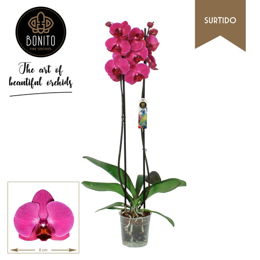 Bonito Plant Phalaenopsis Stellenbosch Pack of 10