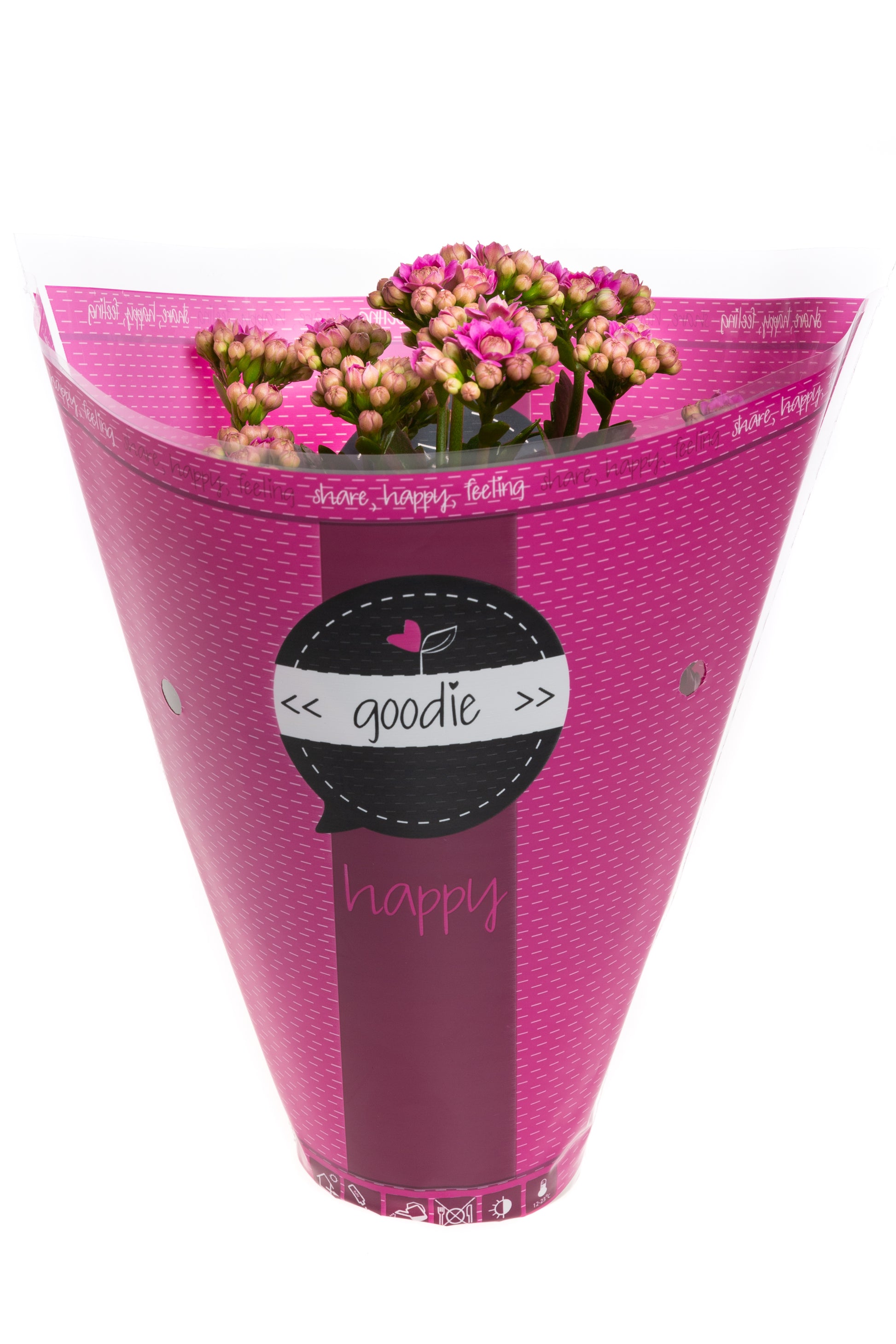 Kalanchoe Perfecta Purple 24cm 510cm Pot