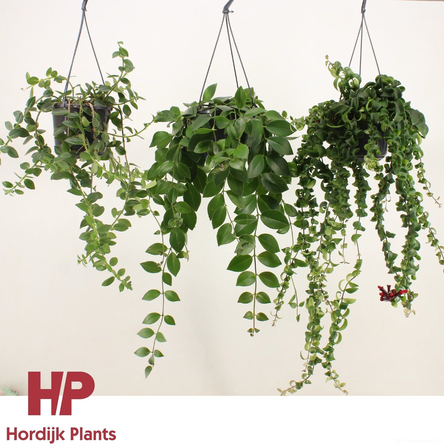 Aeschynanthus mix 40cm 15cm Pot