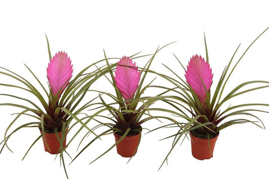 Tillandsia cyanea 15cm 505cm Pot