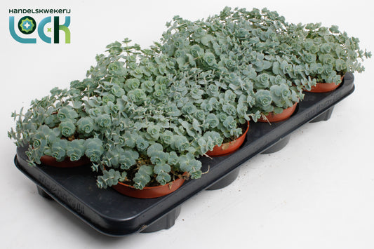 Sedum sieboldii (O) 20cm 13cm Pot