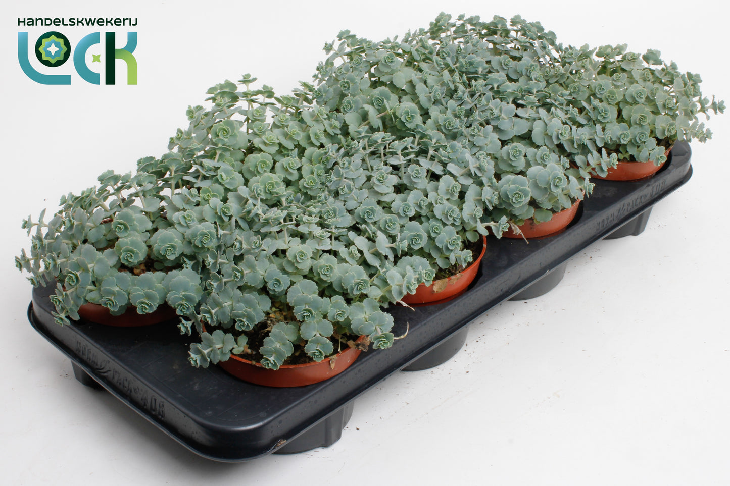 Lock, Handelskwekerij Sedum sieboldii (O) Pack of 6