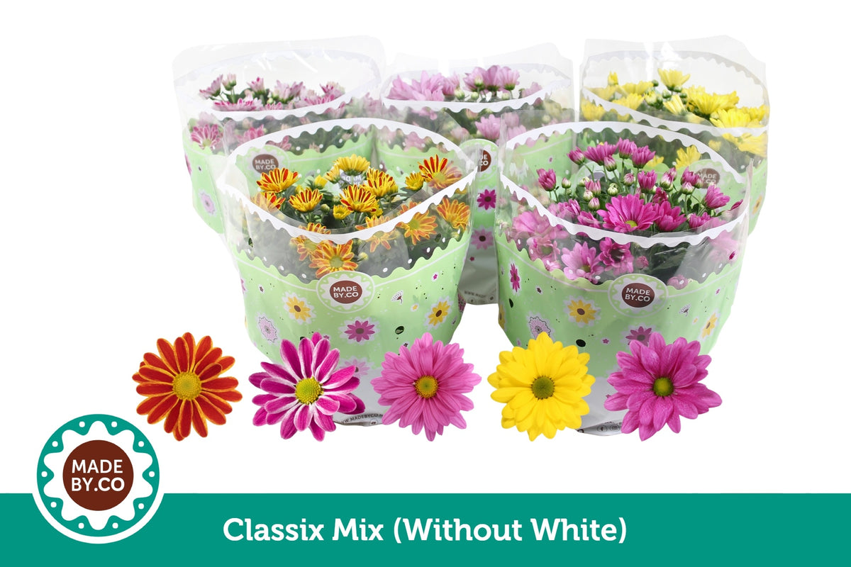 Chrysanthemum mix 27cm 23cm Pot