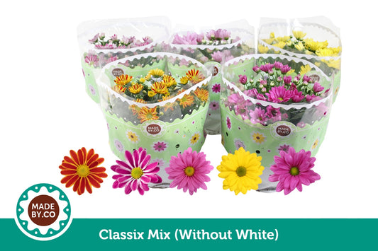 Chrysanthemum mix 27cm 23cm Pot