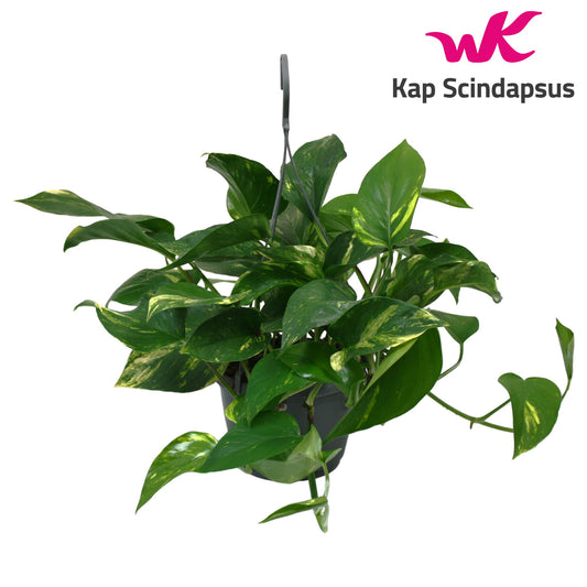 Epipremnum pinnatum 45cm 15cm Pot