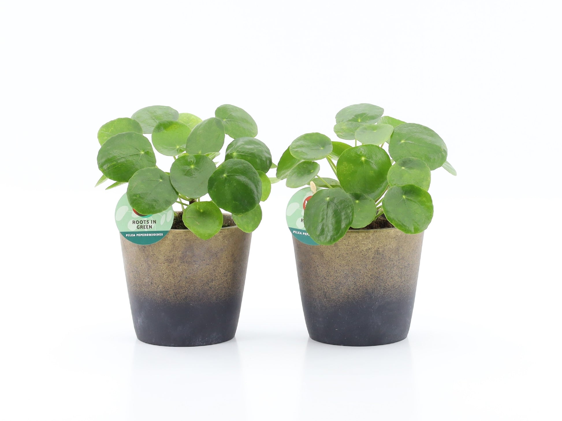 Pilea peperomioides 25cm 13cm Pot