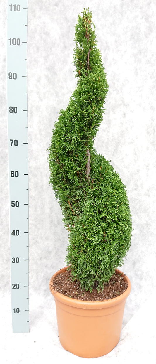 Thuja occidentalis Smaragd 110cm 26cm Pot