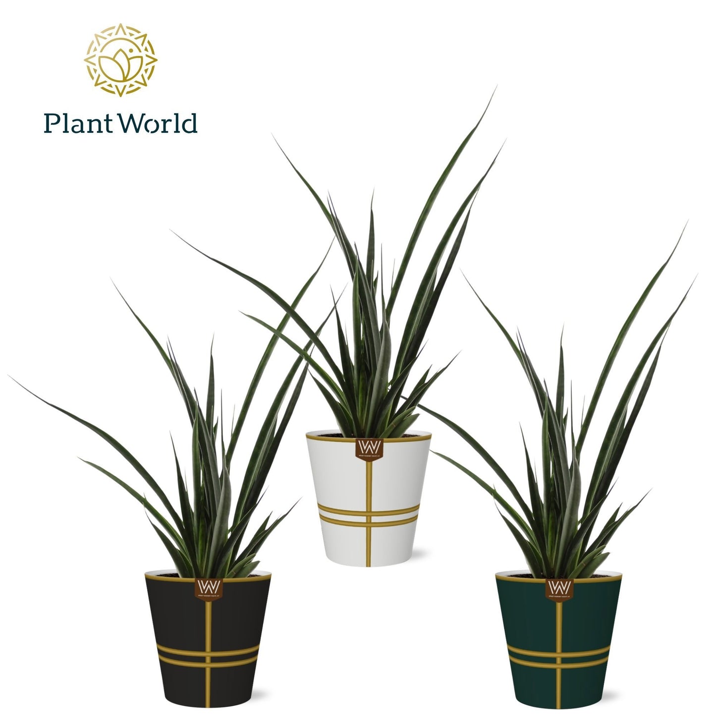 Sansevieria kirkii Friends 40cm 12cm Pot