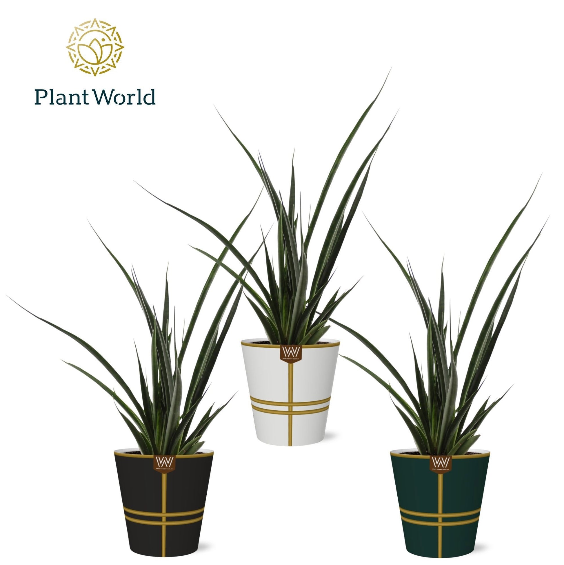 Sansevieria kirkii Friends 40cm 12cm Pot