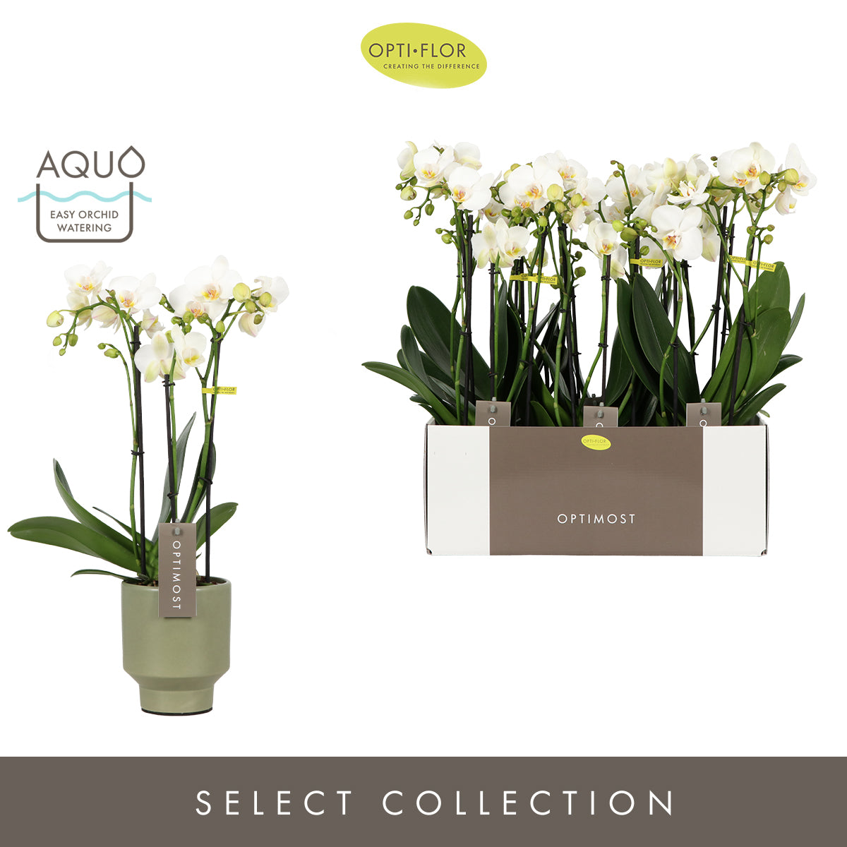 Phalaenopsis multiflora white 45cm 12cm Pot