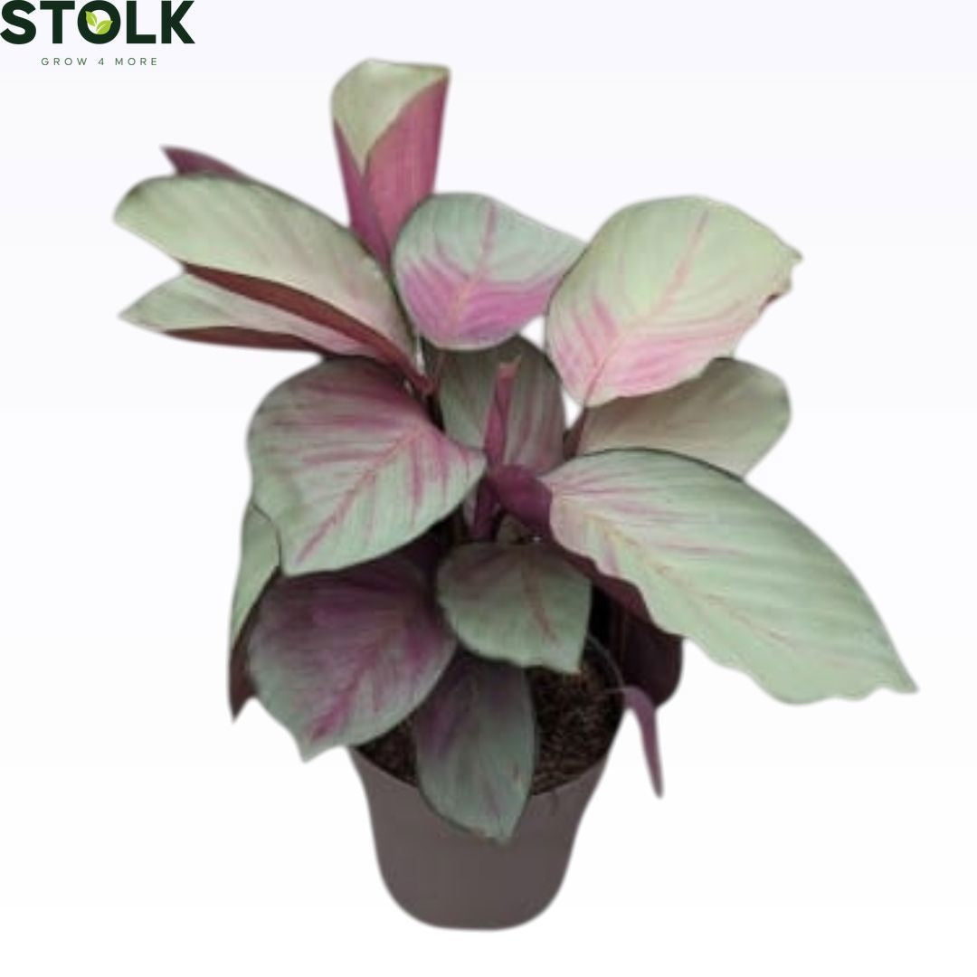 Calathea Silver Plate 40cm 14cm Pot