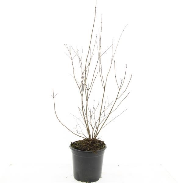 Symphoricarpos doorenbosii 'Mother of Pearl' 10cm 14cm Pot