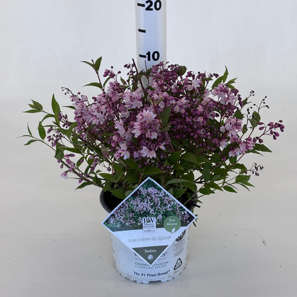 Deutzia Yuki Cherry Blossom 25cm 19cm Pot