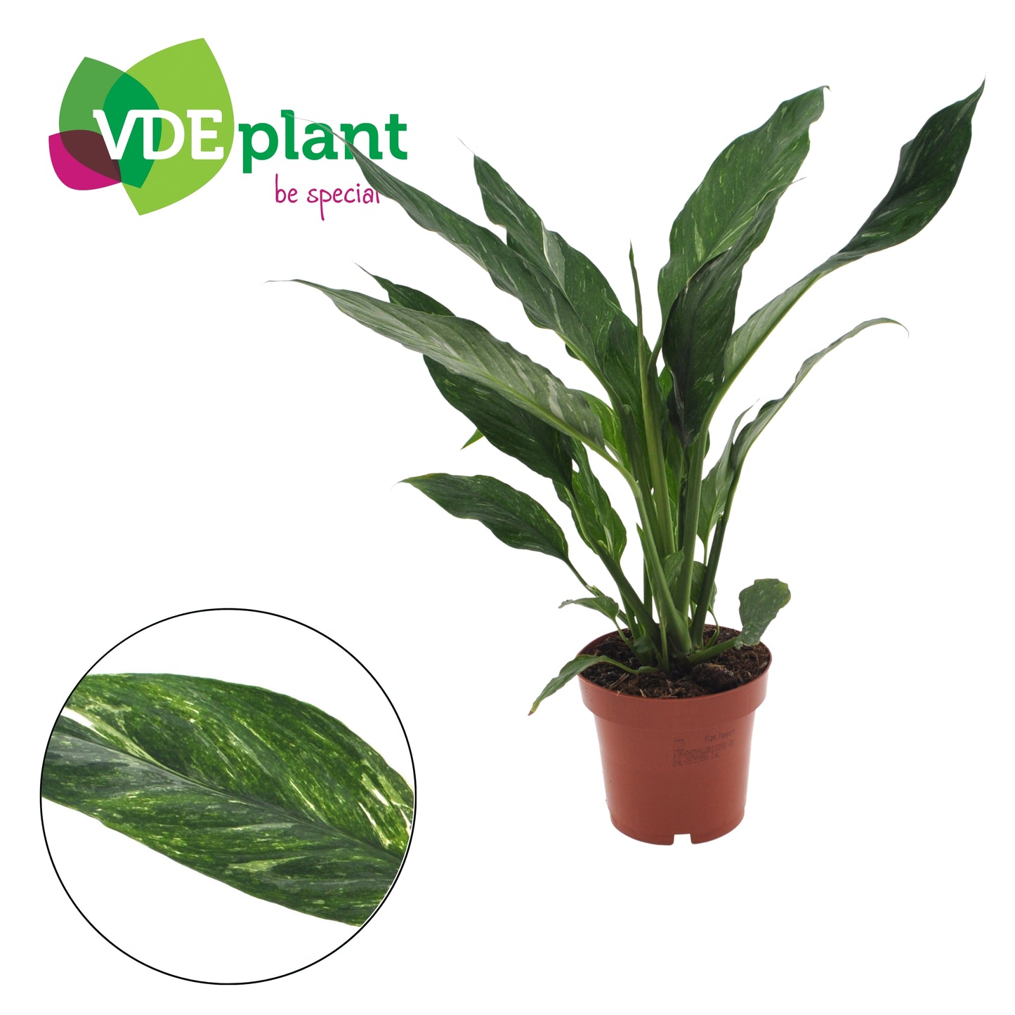 VDE plant BV Spathiphyllum Diamond Pack of 8