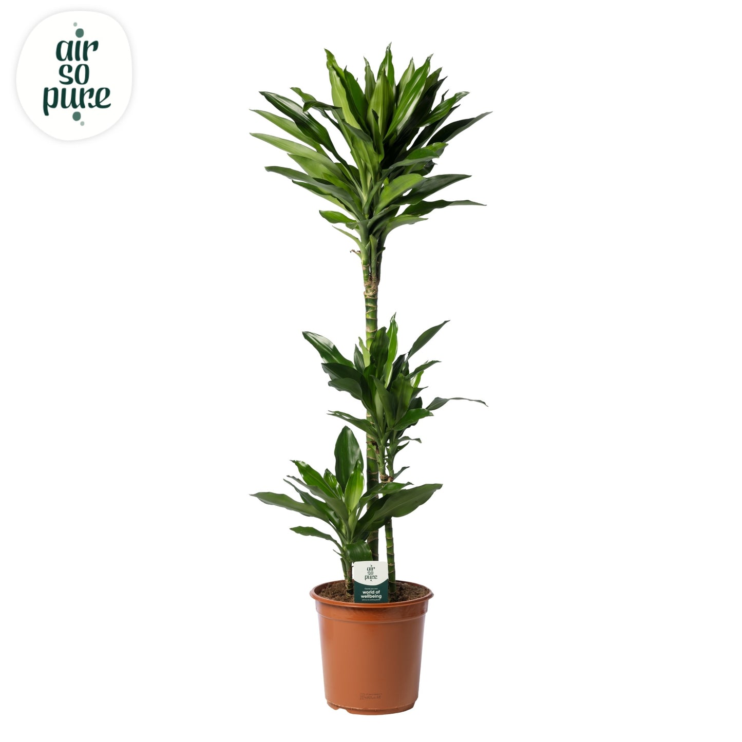 Dracaena frag. Janet Lind 125cm 24cm Pot