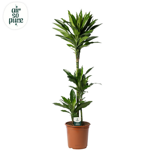 Dracaena frag. Janet Lind 125cm 24cm Pot