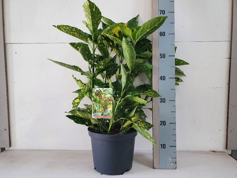 Aucuba japonica Crotonifolia 50cm 23cm Pot
