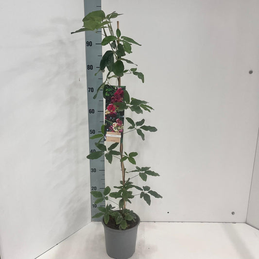 Akebia quinata (chocolate vine) 80cm 17cm Pot