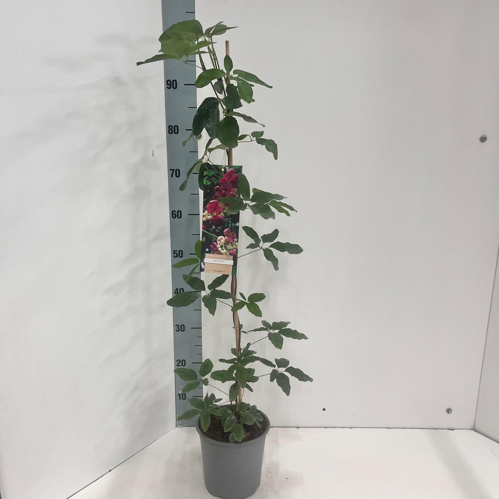 Akebia quinata (chocolate vine) 80cm 17cm Pot