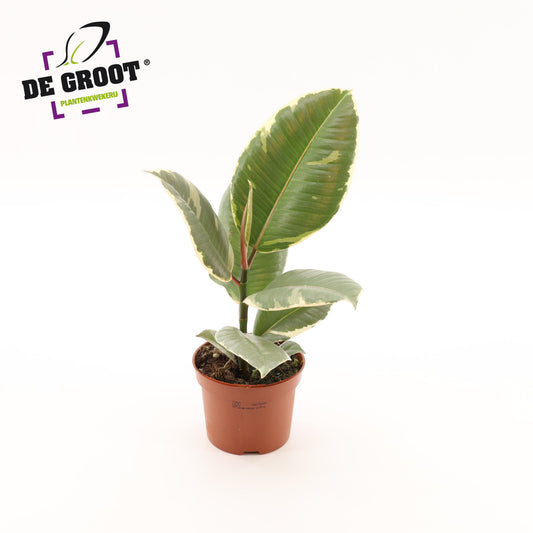 Ficus Tineke 35cm 12cm Pot