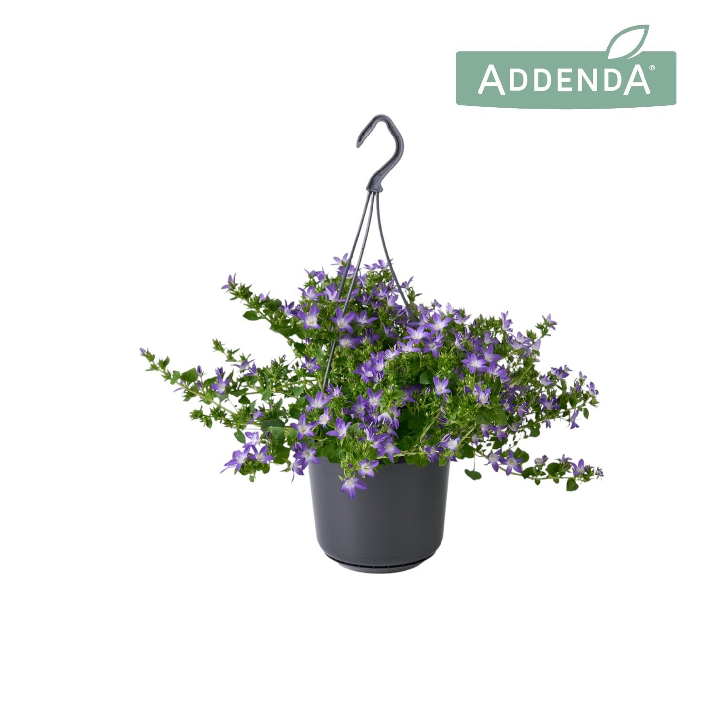 Campanula Adansa purple 22cm 515cm Pot