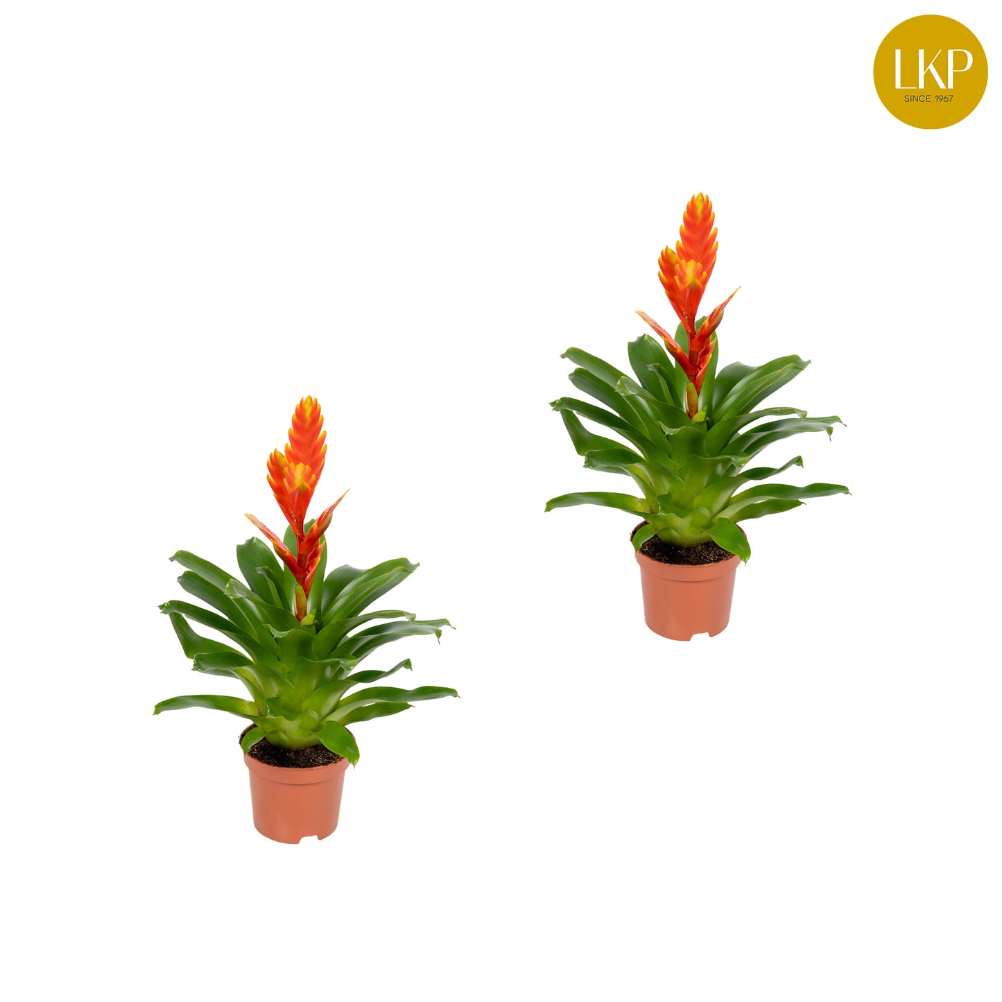 Vriesea Sparkle 30cm 10.5cm Pot