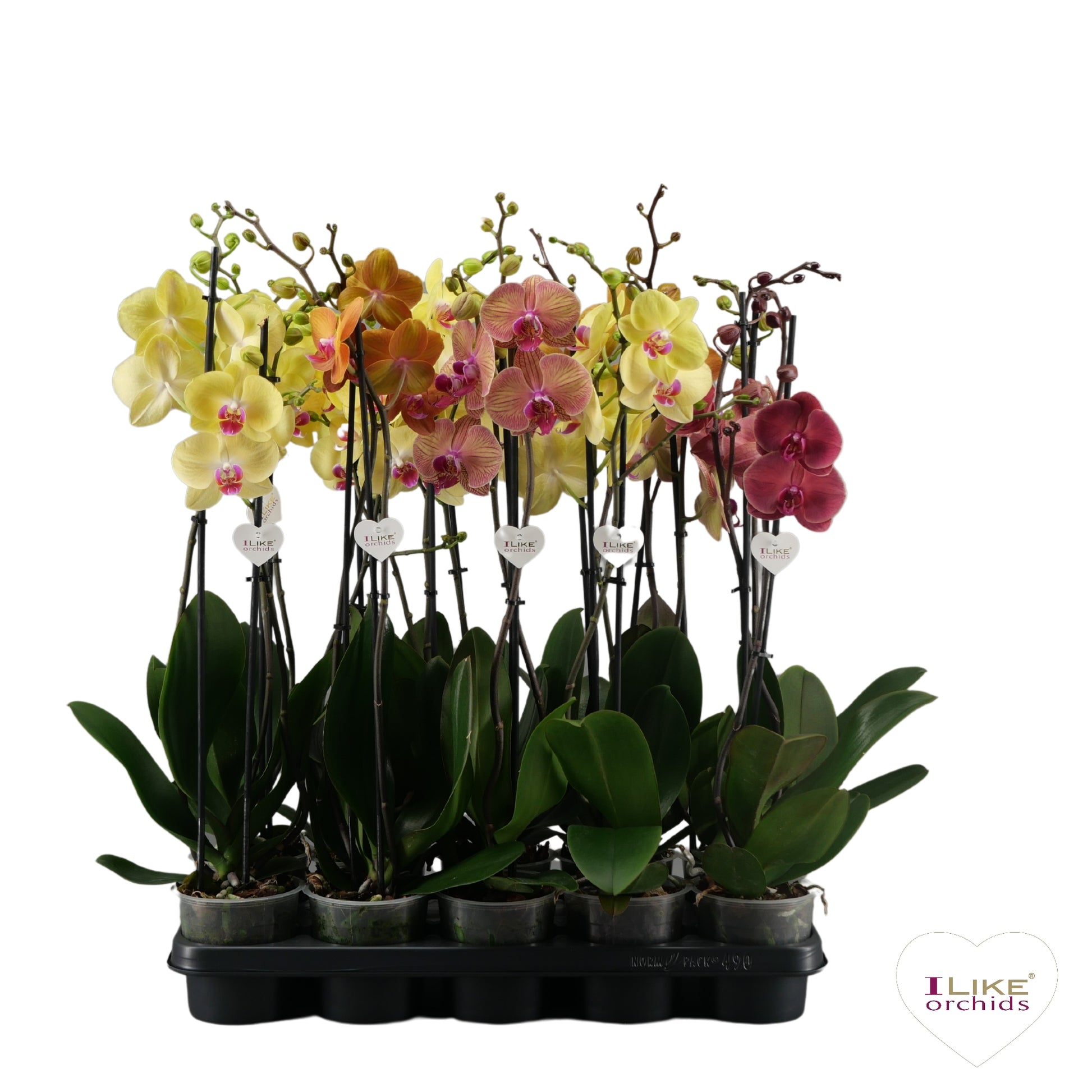 Phalaenopsis yellow 55cm 12cm Pot
