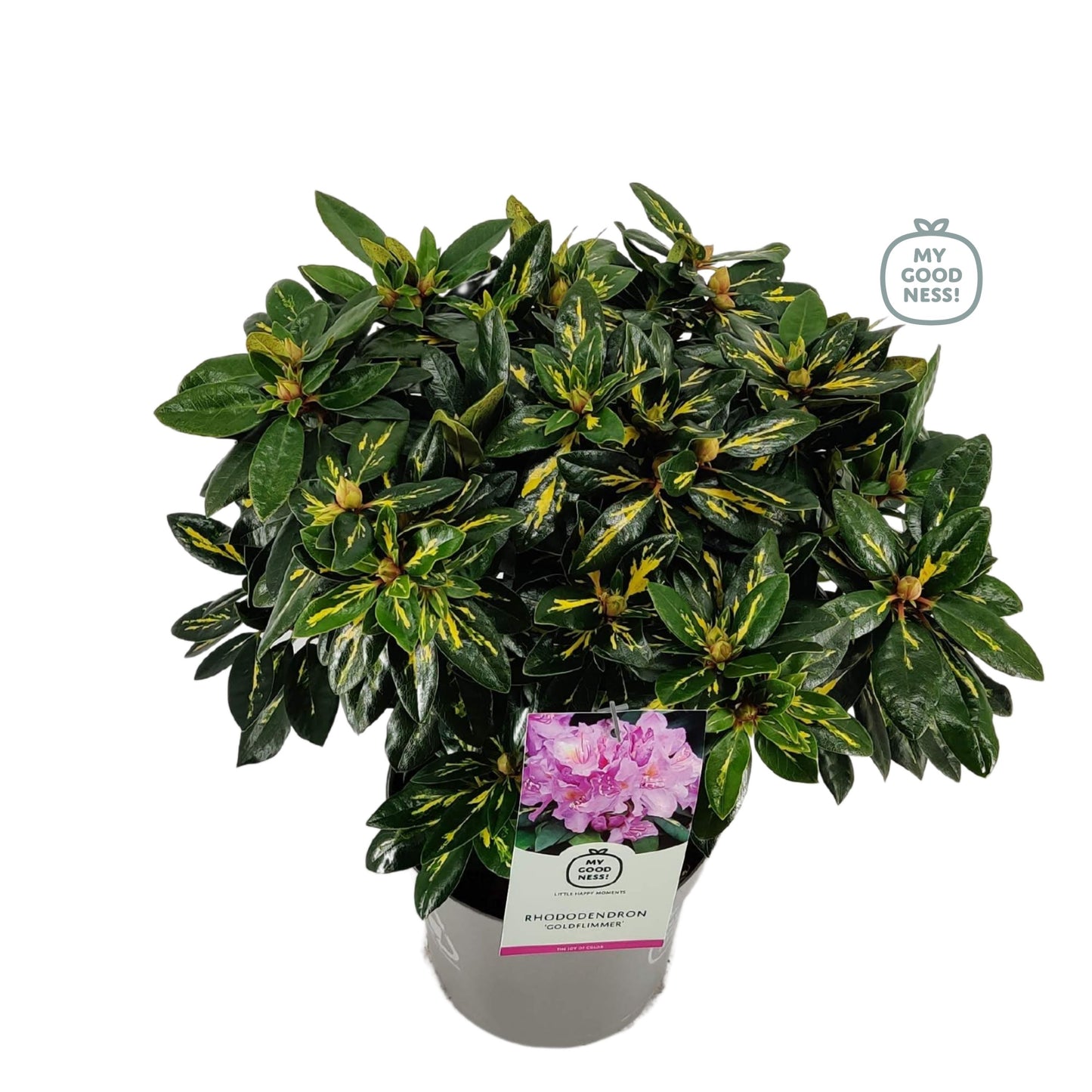 Leybaert BVBA Rhododendron Goldflimmer Pack of 1
