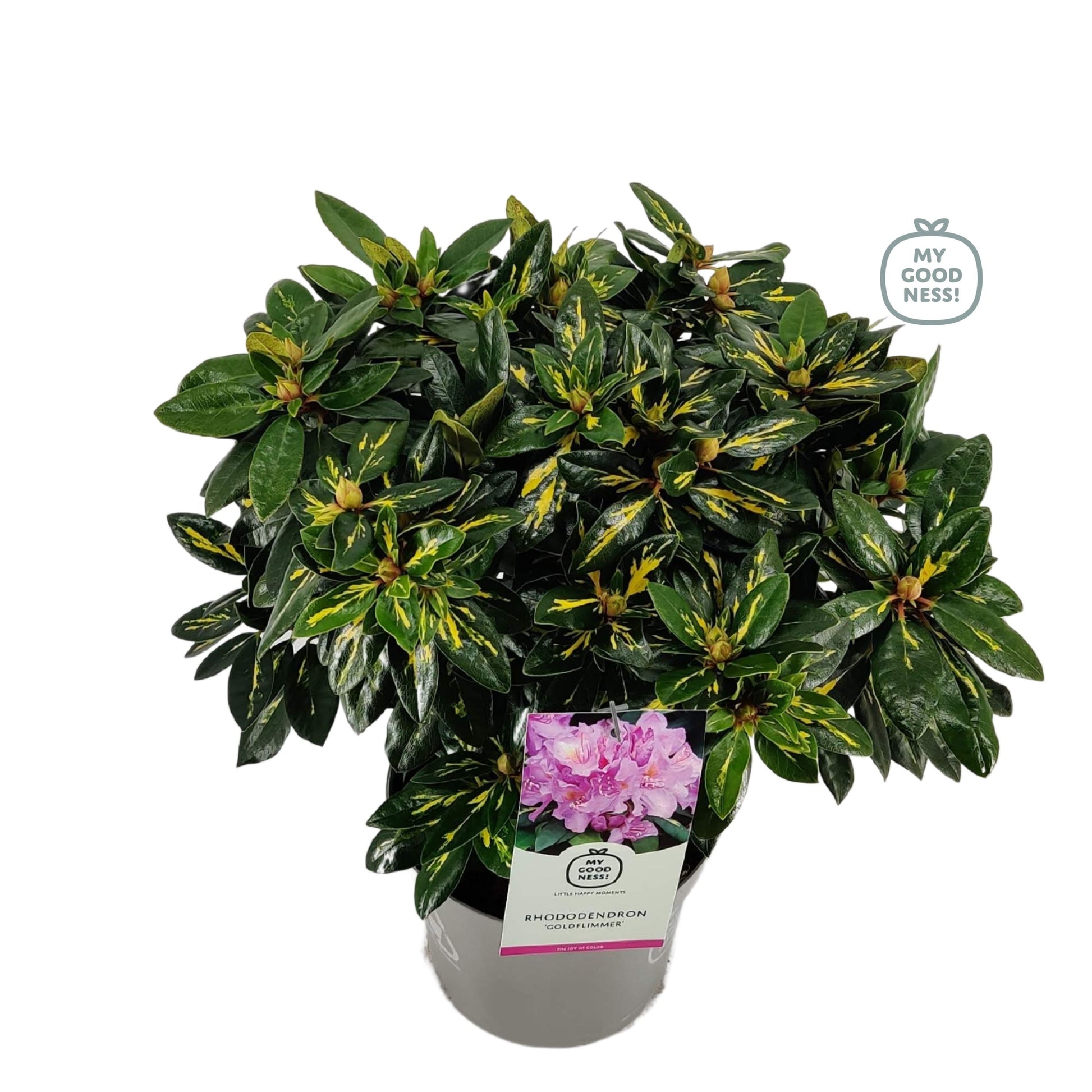 Leybaert BVBA Rhododendron Goldflimmer Pack of 1