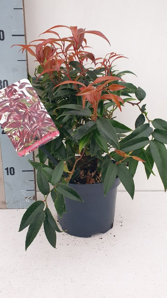 Leucothoe Carinella 35cm 17cm Pot
