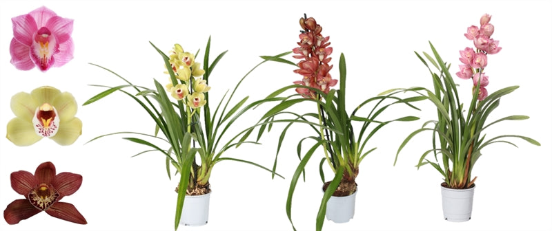 Cymbidium mix 50cm 12cm Pot