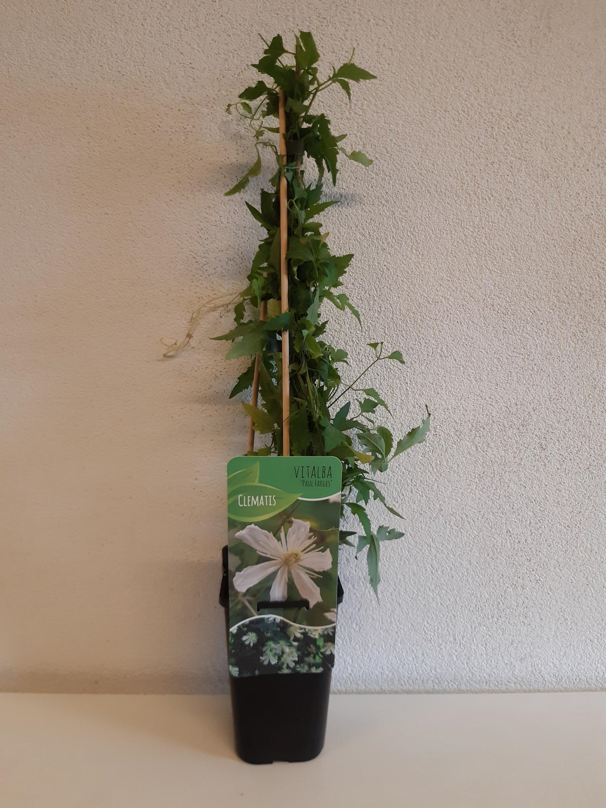 Clematis Paul Farges 60cm 14cm Pot