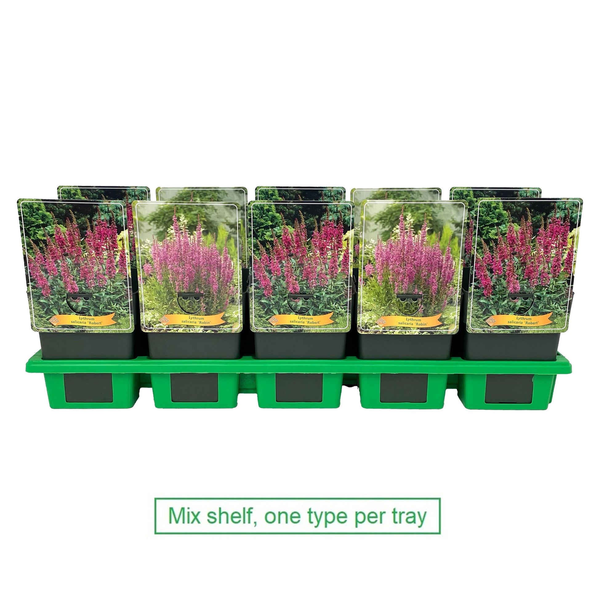 Lythrum salicaria 25cm 11cm Pot